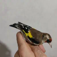 تعدادی سهره فقط یکجا سهره جنگلی تک فروخته میشود