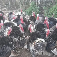 فروش بقلمون