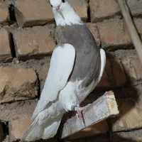 نر طوقی بدون قلط