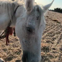 فروش دو اسب مادیون یا معاوضه