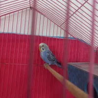 یک مرغ عشق برای فروش