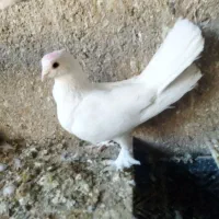 نر حندقی مهر مست