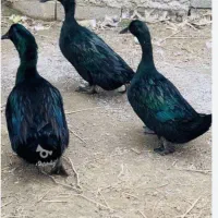 جوجه اردک کایوگا نیویورک
