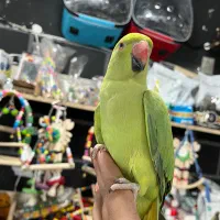 فروشگاه طوطیسانان(عروس هلندی برزیلی ملنگوشاه طوطی)|پرنده|تهران, پونک|دیوار