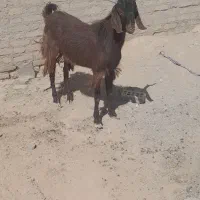دوبر بخته چاق