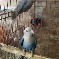 سه جفت برزیلی نر ماده تک قناری شلاقی بخون سفید|پرنده|تهران, جوادیه|دیوار