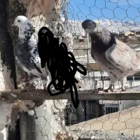 تعدادی کبوتر پرشی اصیل