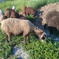 گوسفند با بره  نر سفید