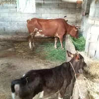 گاوتلم شکم اول باگوساله ماده