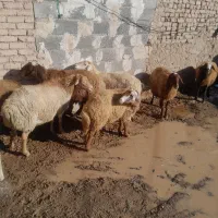 گوسفند فروشی