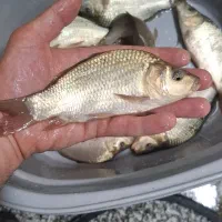 پرورش و فروش بچه ماهی کپور و امور|ماهی|اصفهان, ملاصدرا|دیوار