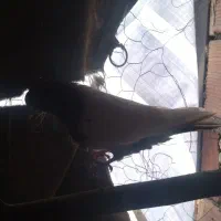 کبوتر|پرنده|مریوان, |دیوار