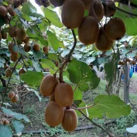 فروش کیوی مرغوب وبا کیفیت|خدمات باغبانی و درختکاری|چوبر, |دیوار