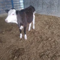 گوساله سیمینتال ماده