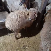 بره  قیمت مناسب