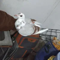 کبوتر دوبال اهوازی|پرنده|گرگان, |دیوار