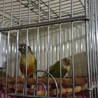 طوطی گرینچیک مولد|پرنده|خوی, |دیوار