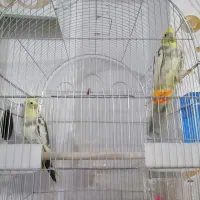 یک جفت عروس هلندی7ماهه|پرنده|یاسوج, |دیوار