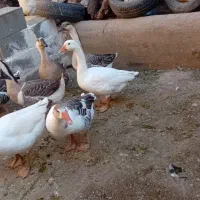 باسلام چندعدد قوغاز بفروش میرسد|حیوانات مزرعه|مرند, |دیوار