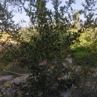 حرس باغات|خدمات باغبانی و درختکاری|میاندوآب, |دیوار