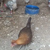 مرغ وخروس عربی در حمیدیه