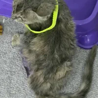 گربه دو ماهه