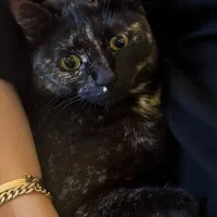 گم شده|گربه|قزوین, |دیوار