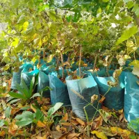 درختچه های انگور|گل و گیاه طبیعی|مشگین شهر, |دیوار