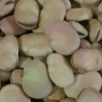 باقله درج یک شاخ بزی بوجار شده