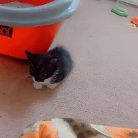 واگذاری رایگان|گربه|قم, پردیسان|دیوار