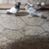 کفتر|حیوانات|قم, نیروگاه|دیوار