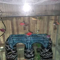 ماهی اکواریوم