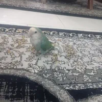 طوطی برزیلی سبز صورتش سفید|پرنده|رباط‌کریم, رباط‌کریم|دیوار