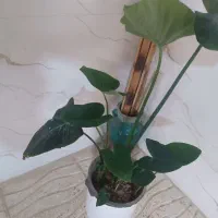 گل آپارتمان بابا آدم بلک ریشه پر و پر از پاجوش ۷۵|گل و گیاه طبیعی|اصفهان, باغ فدک|دیوار