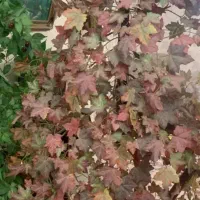 کوله پشتی وبقیه|کیف، کفش، کمربند|ابهر, |دیوار