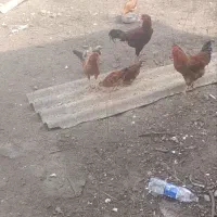 خروس محلی پرکرده شکم خالی گوشت خالص تقریبا 4 کیلو