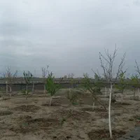 ۵۰۰مترزمین باغچه سندتکبرگ کردان سهیلیه تهراندشت|فروش زمین و ملک کلنگی|کرج, فاز ۲ مهرشهر|دیوار