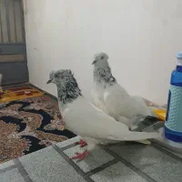 کبوتر شیخ ابری|پرنده|بندر امام خمینی, |دیوار