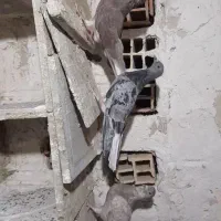مایدم