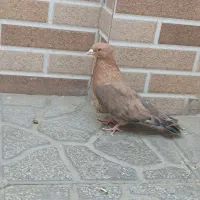 کفتر گراف و چتن و موشی پرشی سالم