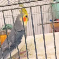 عروس هلندی مولد
