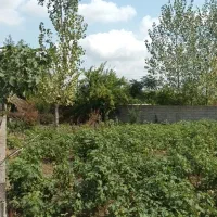 ۴۸۵ متر زمین مسکونی ( روستای توریستی  اولم)|فروش زمین و ملک کلنگی|شاندرمن, |دیوار