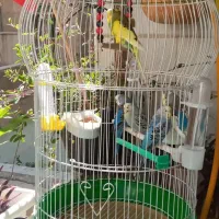 مرغ عشق|پرنده|تهران, پونک|دیوار
