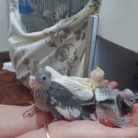 یکجفت عروس هلندی مولد|پرنده|قم, مسجد امام حسن|دیوار