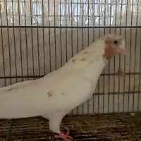 کبوتر کفتر جفت ماهرو کاشان و دوتاماده سوسکی و سفید