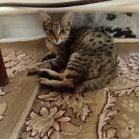 واگذاری رایگان گربه