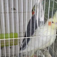 جفت عروس هلندی بالغ