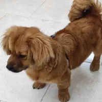 فروش سگ خانگی