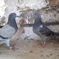 جوجه پلاکی|پرنده|شیراز, ارم|دیوار