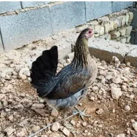 جوجه بومی ومرندی|حیوانات مزرعه|اصفهان, آفاران|دیوار